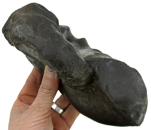 Trias ceratides nodosus - ceratides,