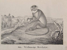 Meerkatze weißnasenmeerkatze - meerkatze,