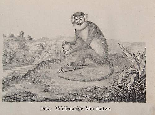 Meerkatze weißnasenmeerkatze - meerkatze,