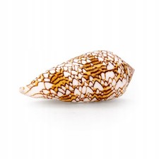 Conus Textile Muschel