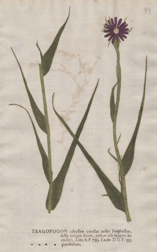 Tragopogon porrifolius