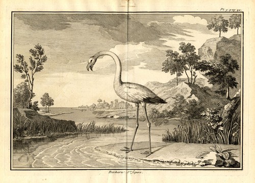 Antike drucke flamingo - drucke,
