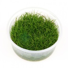 Eleocharis sp. mini Mini-Nadelsimse in vitro 8,5cm XXL Bodendecker fürs Aquarium