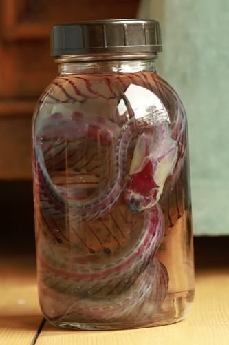 Diaphonized snake - diaphonized,