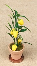 Puppenstubenpflanze mit 5