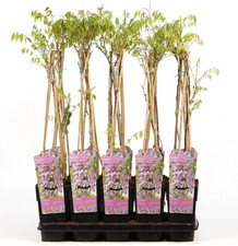 Japanischer Blauregen Wisteria floribunda Rosea 70-80 cm in zartem Rosa