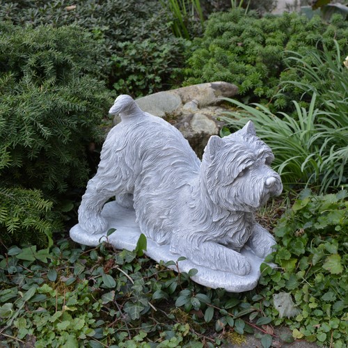 Hund yorkshire terrier - hund,