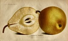 Pieter J. de Pannemaeker