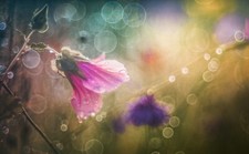 Sony E Fit Pentacon 50mm 1.8