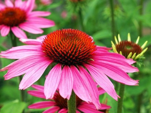 Samen sonnenhut bzw echinacea - samen,