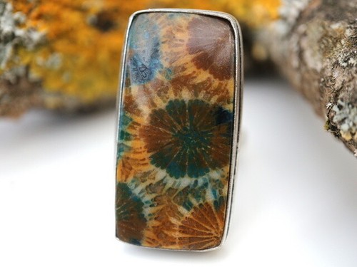 Goldjunge69 fossil koralle - goldjunge69, gw