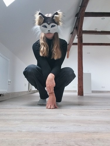 Wunderschöne husky hunde - wunderschöne,