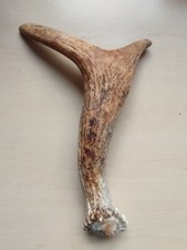 Elch Abwurfstange Schaufel