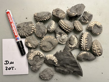 Ammoniten Pleuroceras spinatum