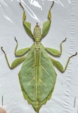 Phyllium gardabagusi Female A1