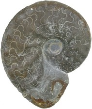 Trias ceratites enodis - ceratites,