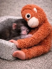 Punch Monkey Toy Affe