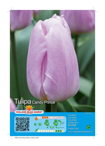 Tulpen - @,