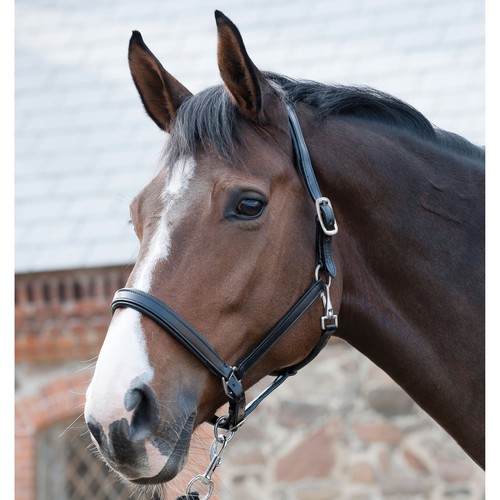 Horse guard lederhalfter - horse,
