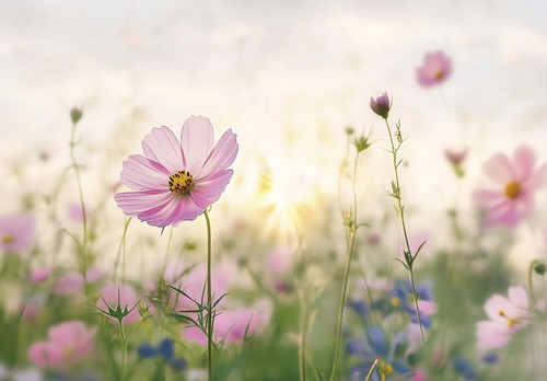 Fototapete-VLIES-BLUMENFELD-(1