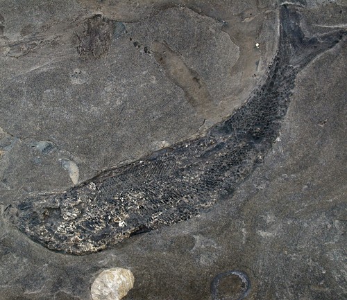 Perm palaeoniscus - perm,