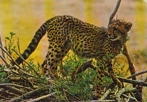 Wildlife postkarte - ***, *