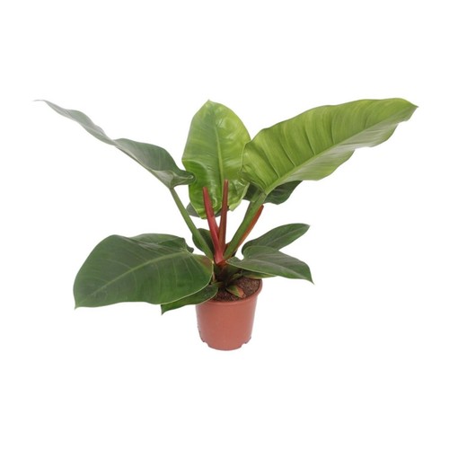 Philodendron imperial green - philodendron,