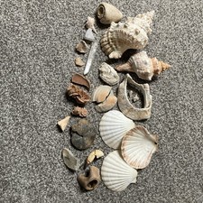 Muschelsammlung / Kristalle /