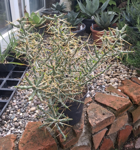 Genau dieser cylindropuntia - genau, dieser: