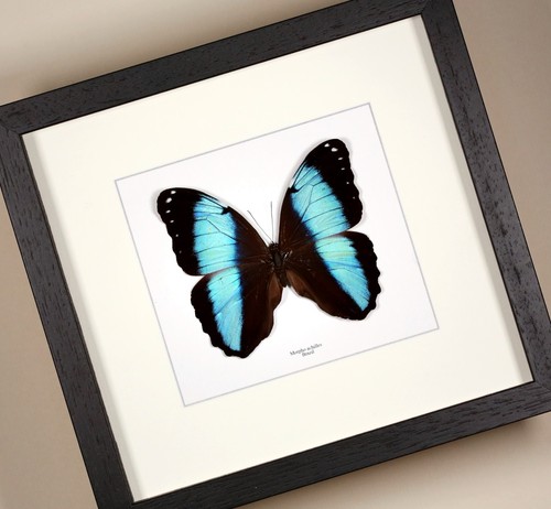 Schmetterling schaukasten - schmetterling,