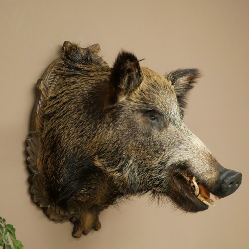 Wildschwein europäischer - wildschwein,