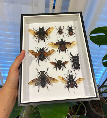 Gerahmte insektenpräparate - gerahmte,