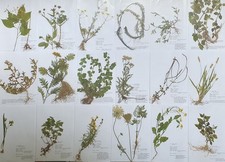 Herbarium 30 Pflanzen mit