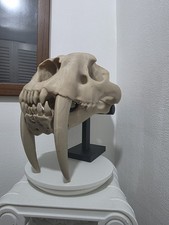 Säbelzahntigerschädel