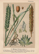 Weizen (Triticum) Getreide Chromo-Lithographie von 1893 Wheat