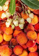 Erdbeerbaum - Arbutus unedo