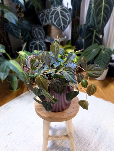 Philodendron micans ableger - philodendron,