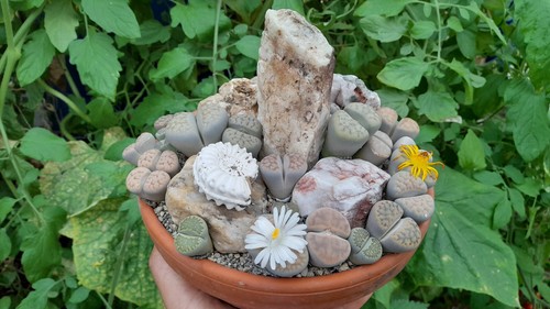 Samen lebende steine mix - samen,