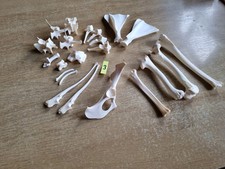 Wirbelpaket Wirbel Knochen Reh