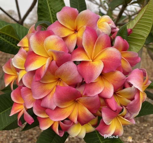 Frangipani plumeria diana - plumeria, -diana