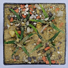 Kakteen – Kaktus – 4 Ariocarpen - 1 Topf