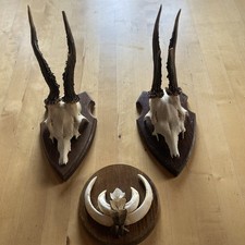 2 x Rehgeweihe Schild  braun