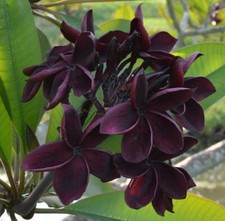 TF 608M Plumeria dark