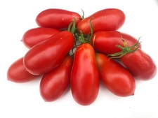 Tomatensamen Flaschentomate  "Banana Red" "Rote Banane" 10+ frische Samen!