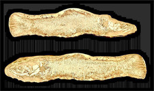 Calamopleurus / Schlammfisch