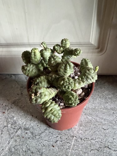 Succulente euphorbia - succulente,