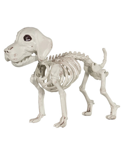 Labrador hundeskelett als - labrador,