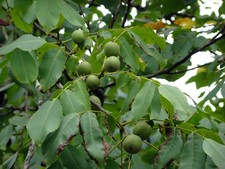 Echte walnuss juglans regia - echte,