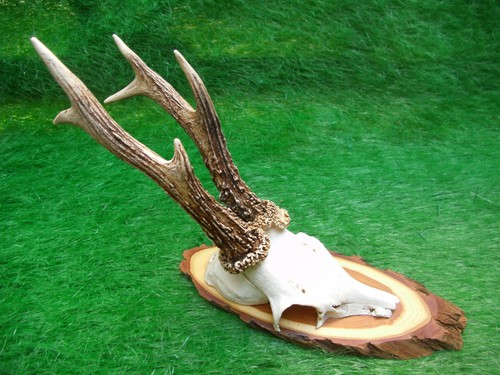 Abnormer 6er rehbock mit - rehbock,