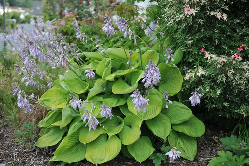 Hosta sum and substance - and, substance'